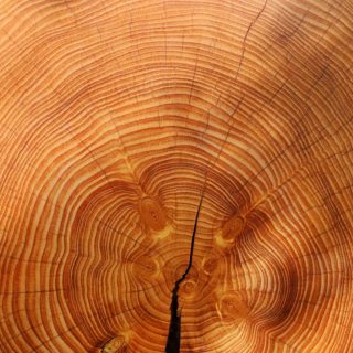 How to choose the right wood for your project?